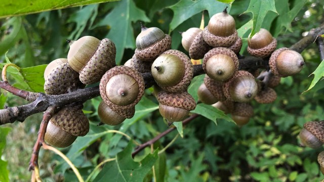 The occurrence is known as a mast year, and it is essential for the tremendous trees to replenish their populations.