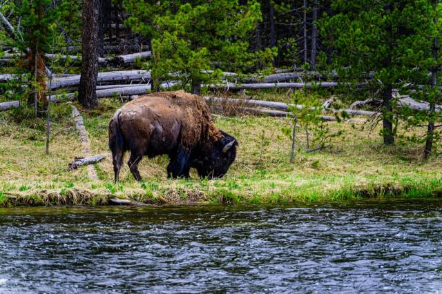"It is not a stuffed toy."