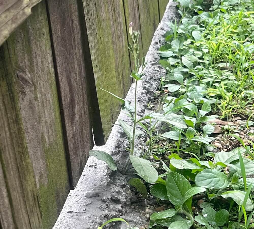 "He has always been a good neighbor."