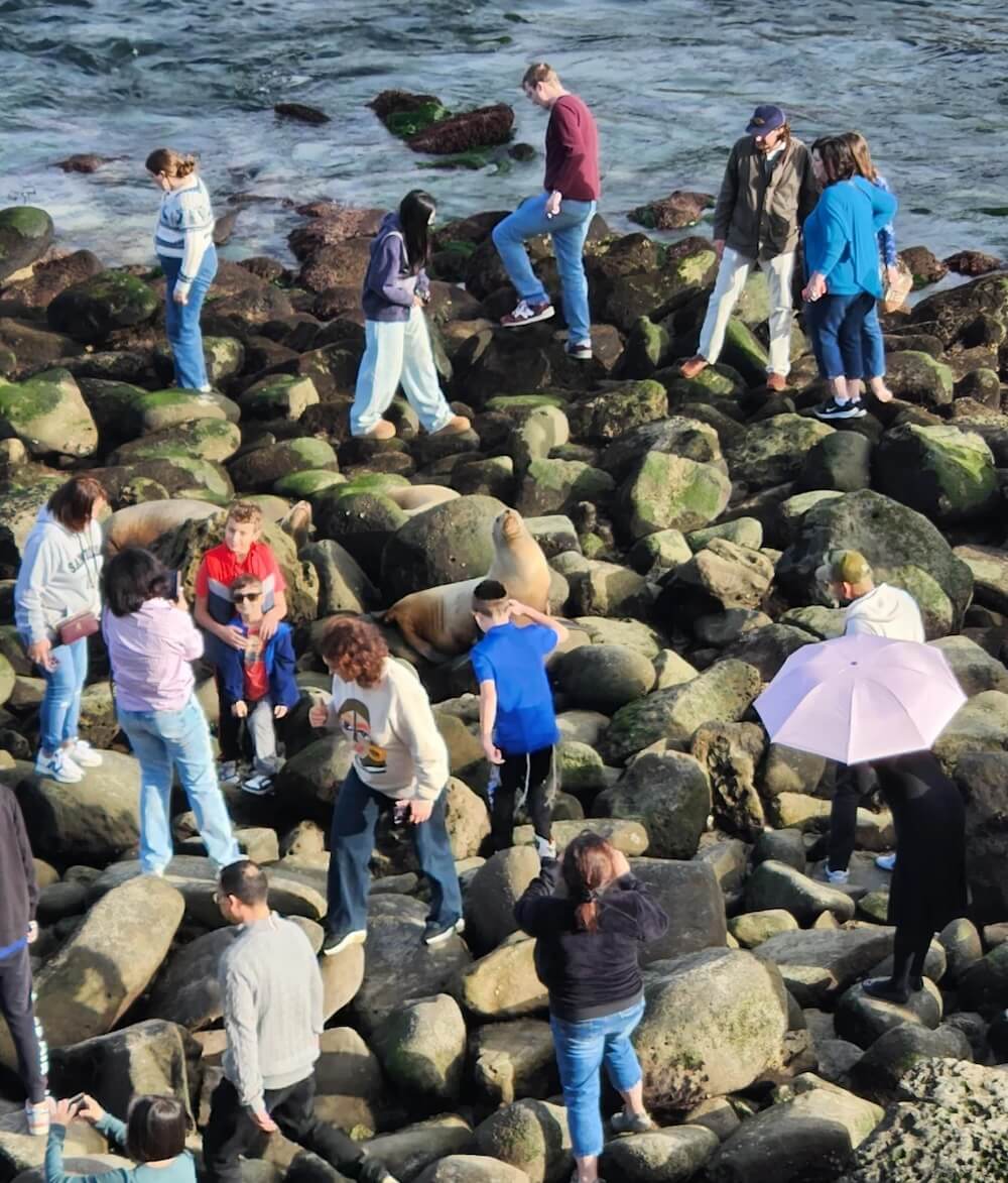 Locals outraged after tourists swarm wild sea lions resting on beach(01)