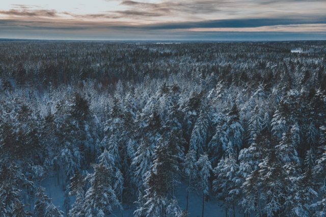 The risk of losing stored carbon is high.