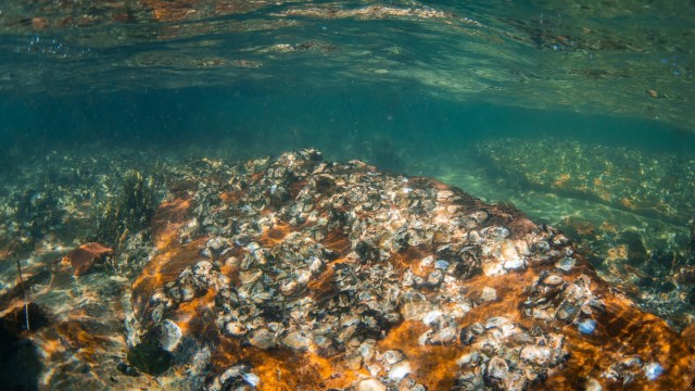 Oysters are vital to the marine ecosystem of European seas.