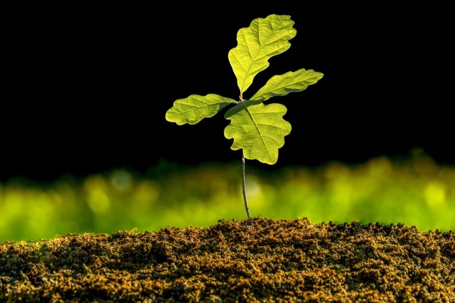 "The best time to do structural pruning is at planting."