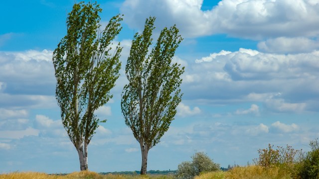 Conservationists encouraged members of the public to come and claim the saplings for £10 (about $12) each.