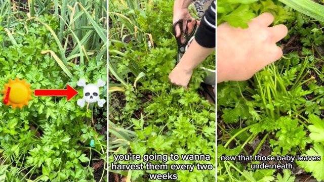 "Going to do this come fall."