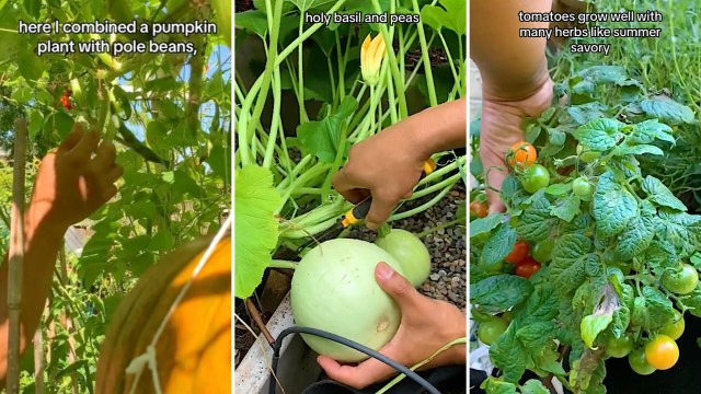 “I want to have a garden like this too."