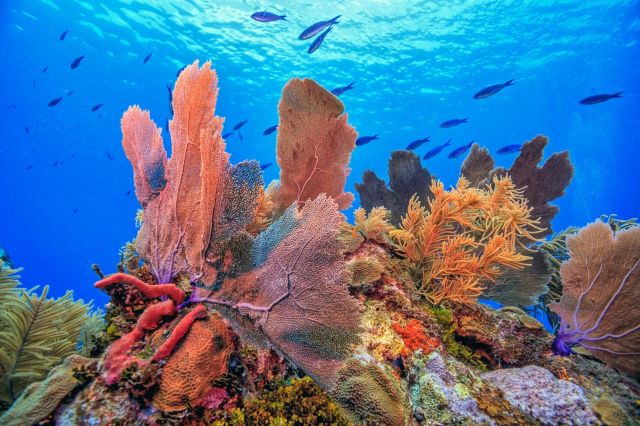 The study showcased that marine life could drop as much as 56% if the decline continues to overtake coral cover.