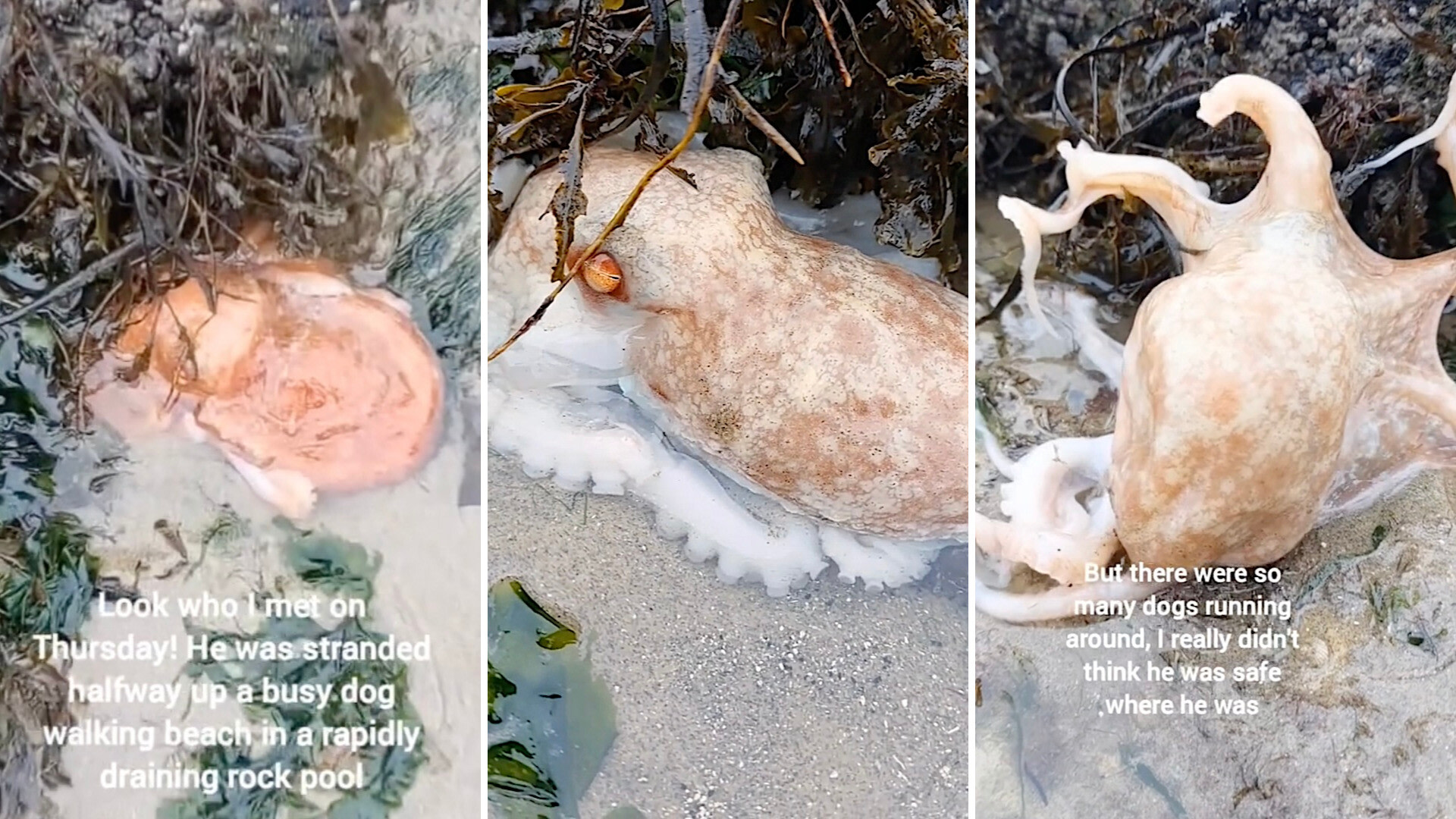 Beachgoer springs into action to rescue rare sea creature: 'What an incredible sight'