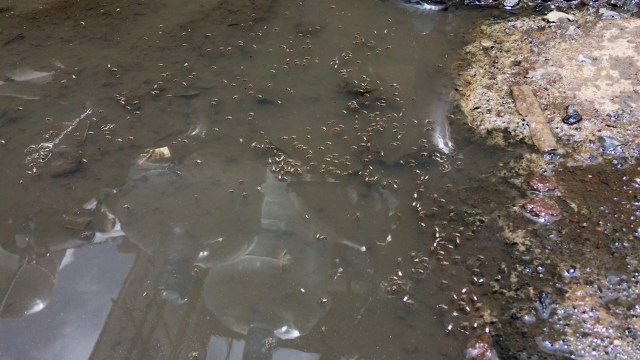 "This highlights an important area where we have an opportunity to intervene and improve the health of humans and their lived environment."