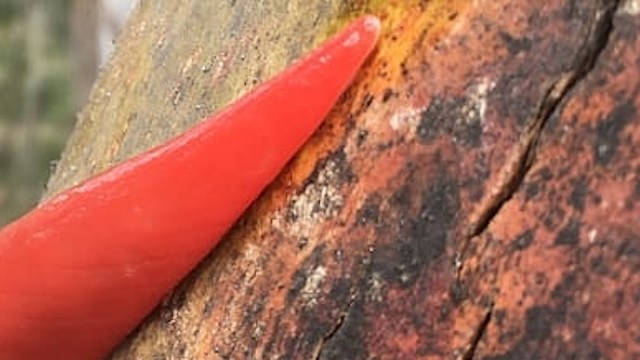 "In two sites, we’ve been getting about 200-odd slugs every time."
