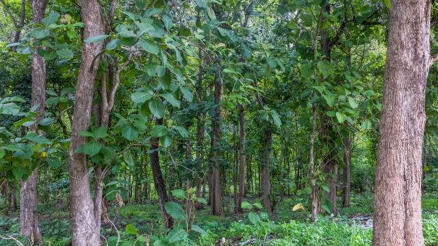 Both small farms and large plantations are taking over what's left of the wildlife safe haven.