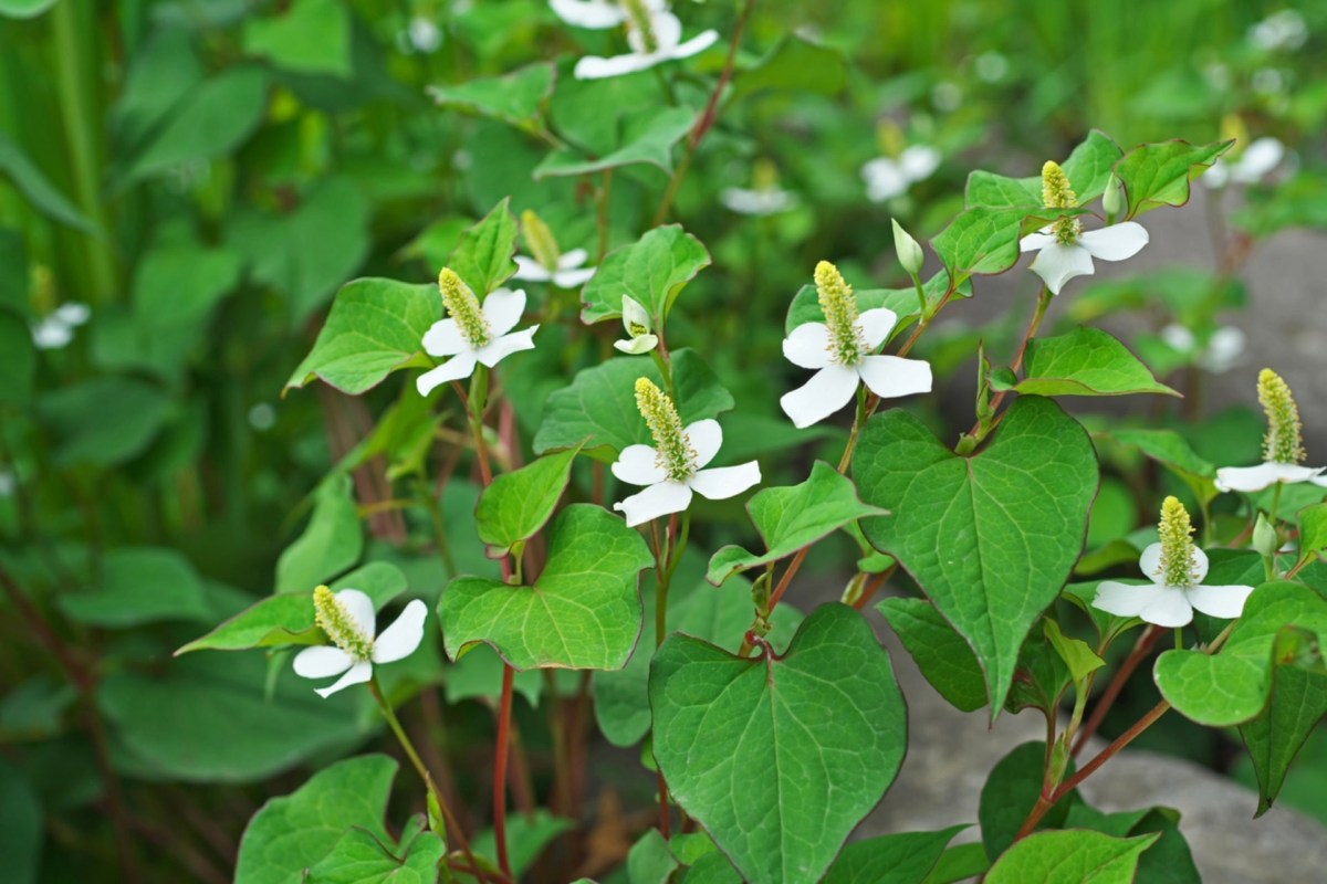 Invasive species are not native where they are growing and can quickly spread, taking over other plants and gardens.