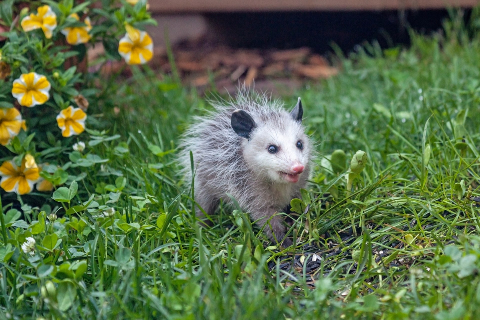 Homeowner shares footage of unexpected behavior of opossum in garden: 'I had no idea they could do this'