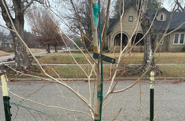 While wraps can be useful in specific situations, native trees, such as sycamores, are naturally equipped to handle local conditions without much intervention.