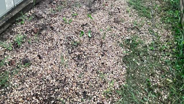 "Can I just spread mulch over all this?"