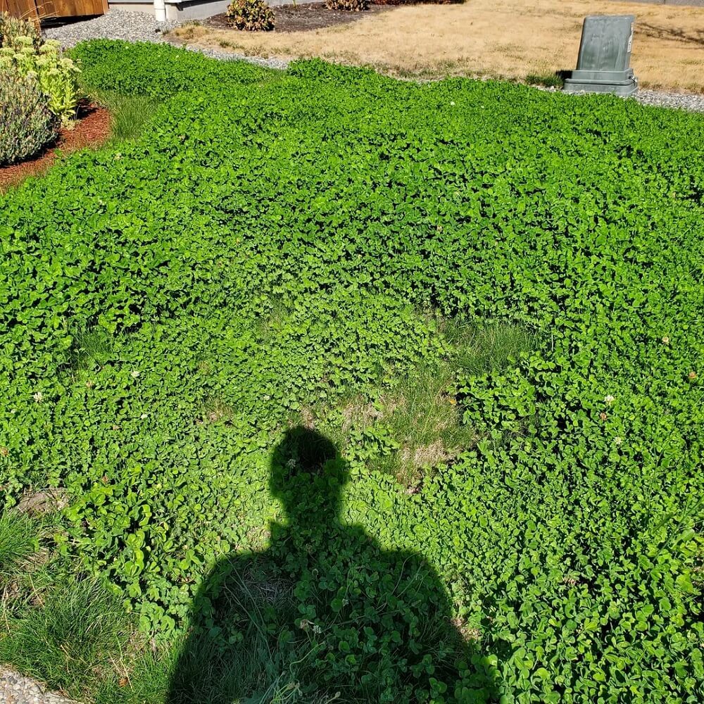 Cloverleaf Method Homeowner shares impressive progress photo after choosing unusual ...