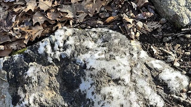 Regulations about staying on the trail are common for the same reason.