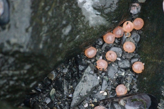 Indigenous cultures who benefit from the fish are threatened by the decline of species.