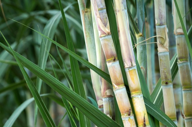Reducing sugarcane waste and the frequency of industry sugarcane waste burns can improve the health of humans and the environment.
