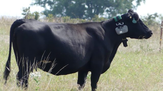 "Easy way to manage livestock, saving time and labor."