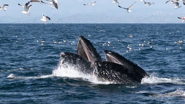 While this might sound like good news, the reality of the situation is that these changes are not good for any species.