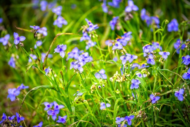 "I'd much rather have a nice purple wildflower yard than a lawn."
