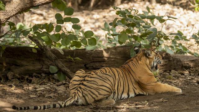 It's a sign of population recovery for an endangered subspecies.