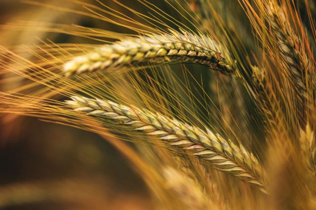 "But most of the world's population is not there. And neither are most of the world's farmers."