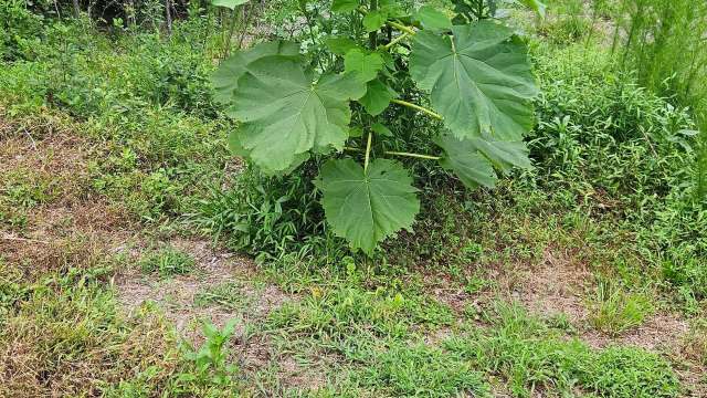 "It will take over."