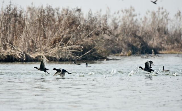 This has had dramatic ripple effects.