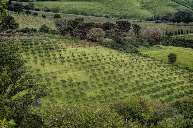 Crops that once defined Italy's farming output are now becoming increasingly difficult to grow.