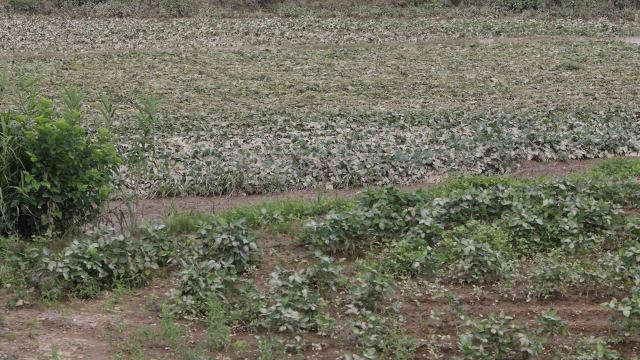 The crop shortage not only impacts grocery store bills and dinner plans but also farmer livelihoods.