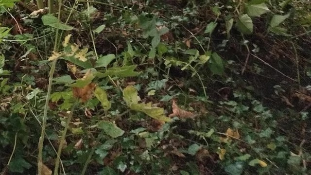 Tending to the small spot now can help prevent more extensive spread.