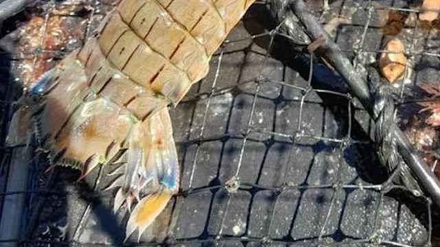 These unusual shrimp also make a distinctive "rumbling growl sound."