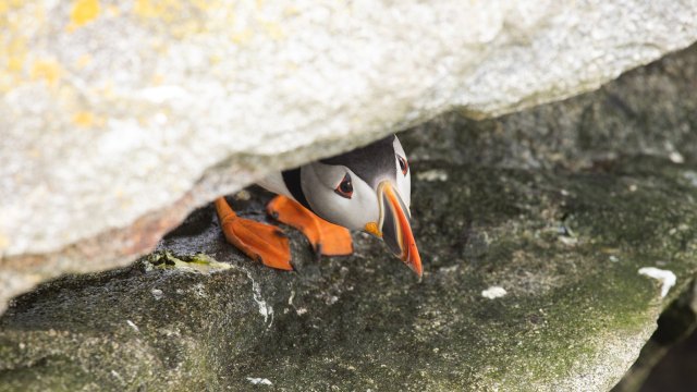 "Additional stresses to our struggling wildlife."