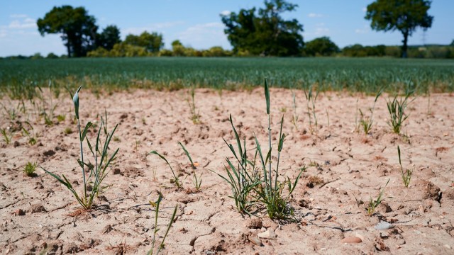 The magistrate called his behavior "chaotic" and "incompetent."