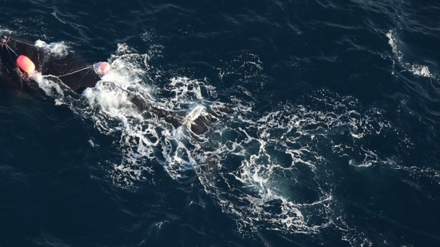 "These majestic animals are in dire need of new protections."