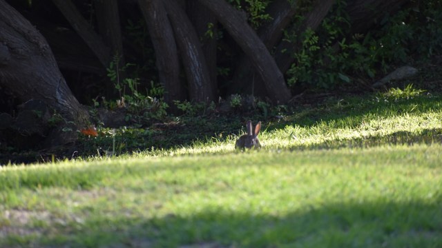 Now that the species has been rediscovered, scientists hope to learn more.