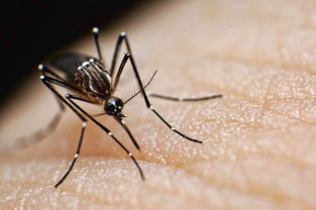 In the wake of such threats, governments and scientists are looking for ways to protect people from mosquito-borne diseases.