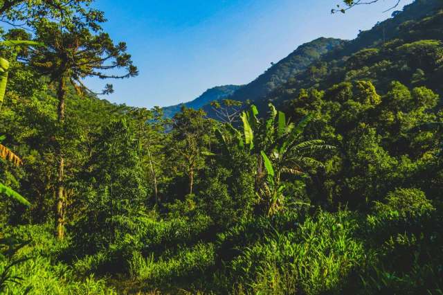 It hasn't been spotted in the Atlantic Forest for over 100 years.