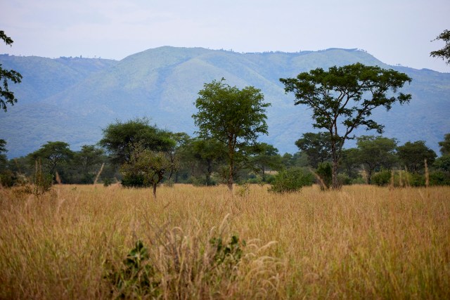 The potential loss of any species is troubling and has had major impacts on ecosystems.