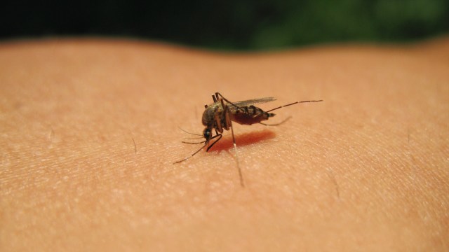 "Our findings show that Zika virus isn't just passively transmitted."