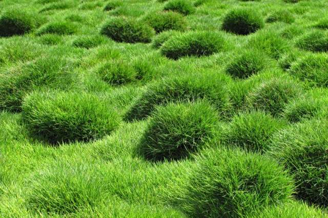 HOAs often prevent homeowners both from fully inhabiting their space and making eco-friendly choices.