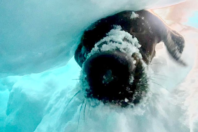 "It is a passion, playing with the dogs and seeing them succeed is so rewarding.”