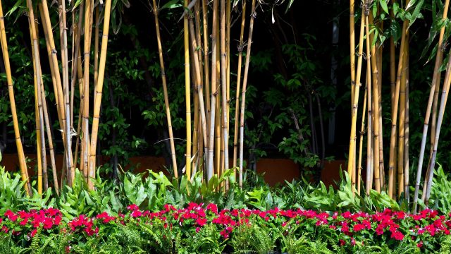 "They are the reason why I'm always worried ... in my garden."