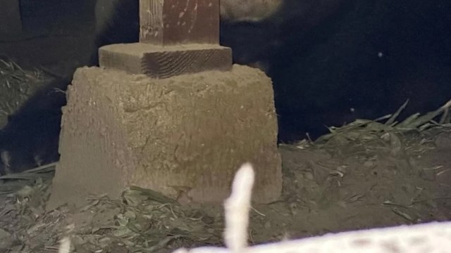 More contact between wild animals and humans raises the chances of animal attacks.