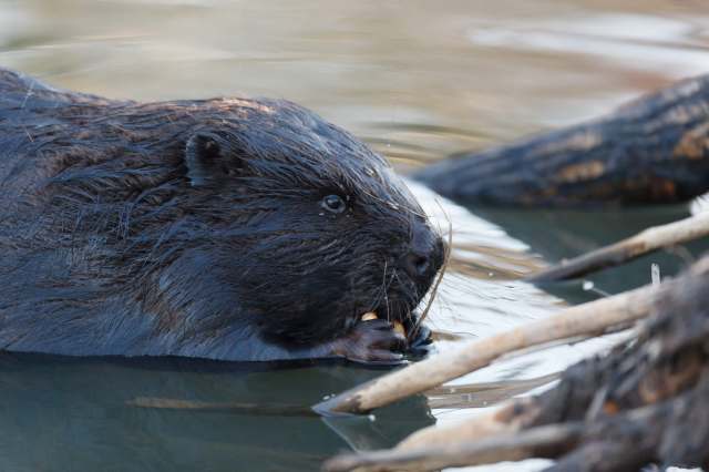 "It’s full service."