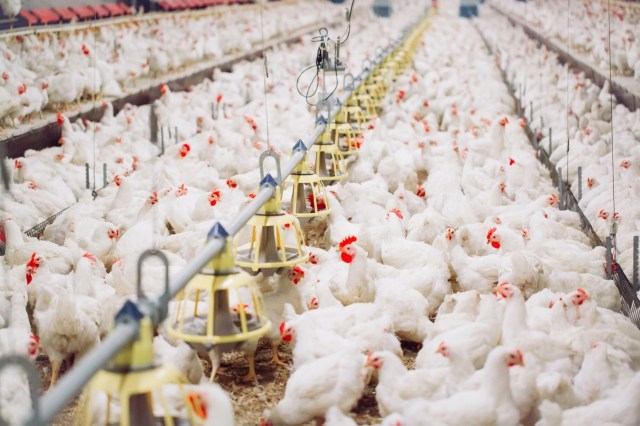 "Animal production acts like a connectivity for the virus."