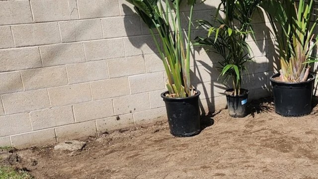 When planting vegetation outside, don’t ignore proper placement and spacing.