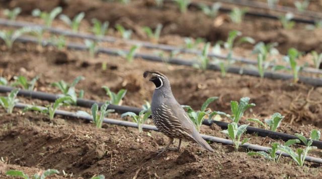 This finding is a big deal for farmers, who often lose crops because of overly cautious food safety rules.